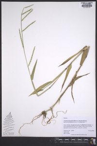 Urochloa platyphylla image