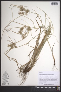 Cyperus floribundus image