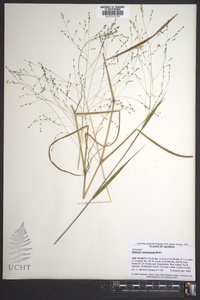 Kellochloa verrucosa image