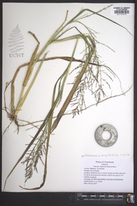 Coleataenia longifolia subsp. rigidula image