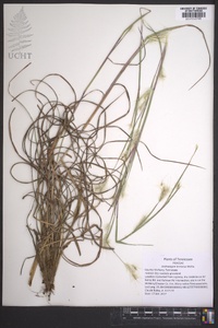 Andropogon ternarius image