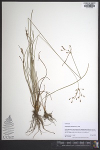 Fimbristylis dichotoma image