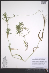 Dichanthelium acuminatum subsp. lindheimeri image