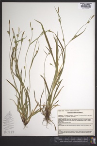 Carex gracilescens image