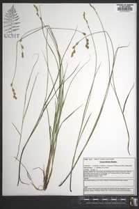 Carex tenera image