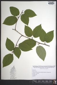 Betula lenta image