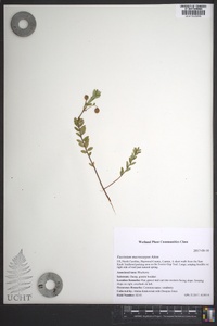 Vaccinium macrocarpon image