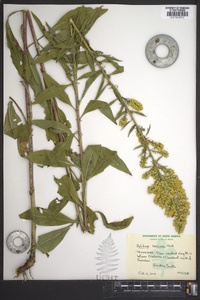 Solidago speciosa image