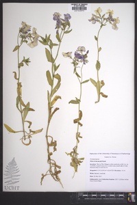 Phlox drummondii image