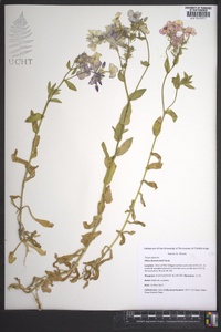 Phlox drummondii image