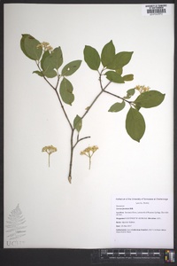 Cornus foemina image