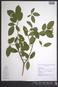 Cornus foemina image