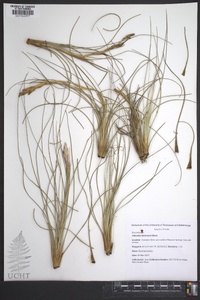 Tillandsia bartramii image