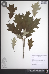 Quercus lyrata image