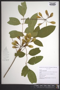 Fraxinus caroliniana image