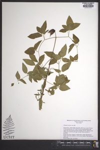 Clematis vinacea image