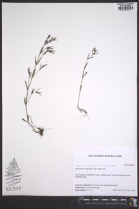 Stenaria nigricans image