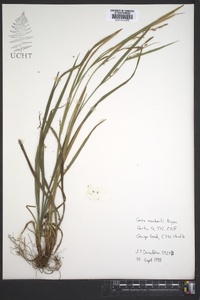 Carex manhartii image