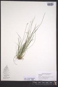 Carex texensis image