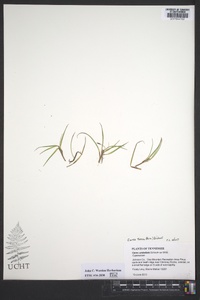 Carex tonsa image