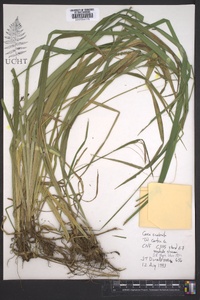 Carex scabrata image