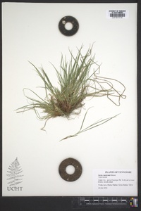 Carex reznicekii image