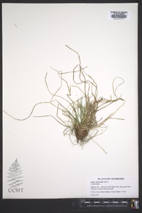 Carex reznicekii image