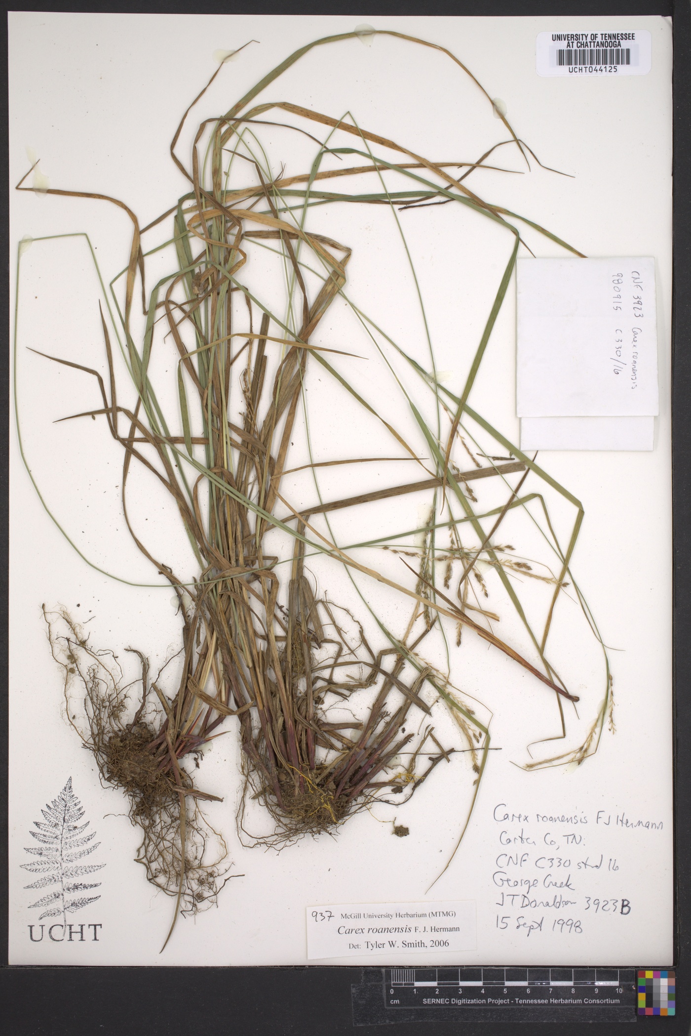 Carex roanensis image