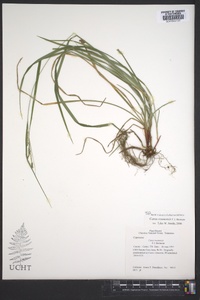 Carex roanensis image