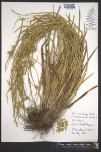 Carex lonchocarpa image