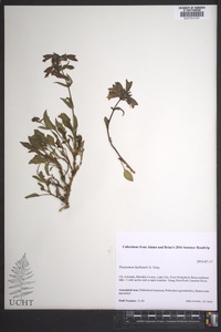 Penstemon harbourii image