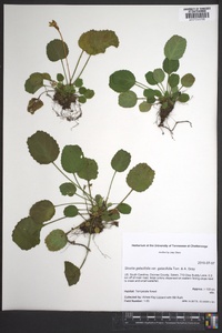 Shortia galacifolia image