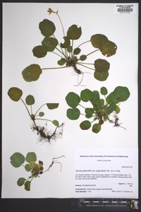 Shortia galacifolia var. galacifolia image