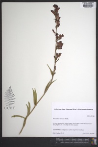 Penstemon strictus image