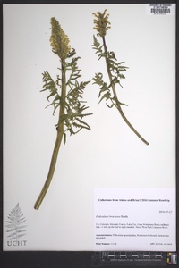Pedicularis bracteosa image