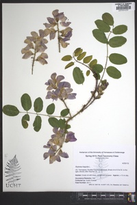 Robinia hispida image