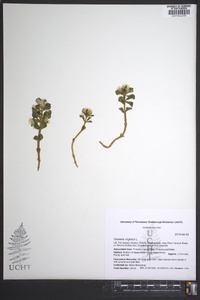 Obolaria virginica image