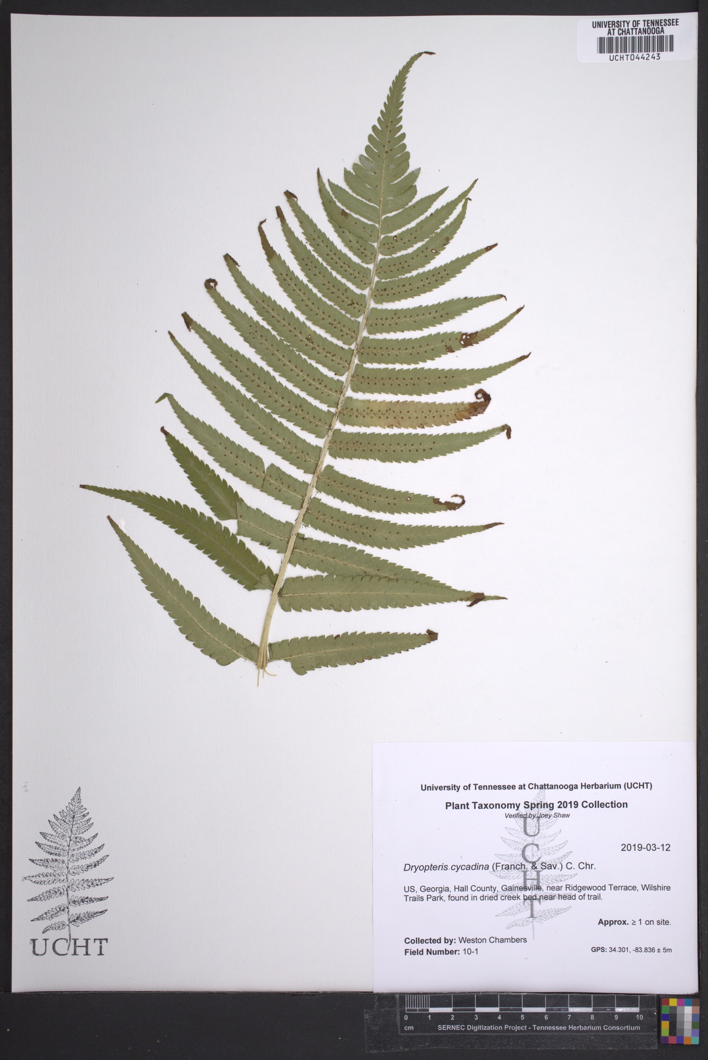 Dryopteris cycadina image