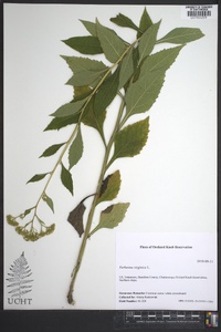 Verbesina virginica image