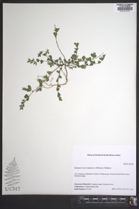 Kummerowia stipulacea image