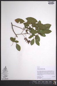 Eubotrys racemosa image