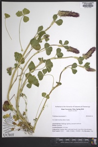 Trifolium incarnatum image