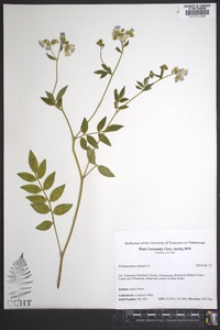 Polemonium reptans image