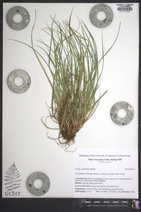 Carex umbellata image