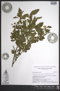 Rubus flagellaris image