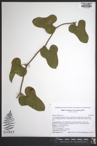 Smilax bona-nox image