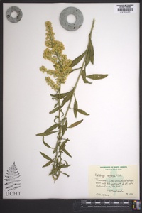 Solidago speciosa image