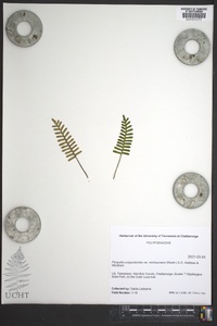 Pleopeltis polypodioides image