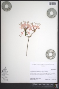 Rhododendron canescens image