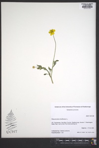 Ranunculus bulbosus image